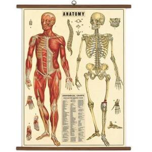 Anatomy Vintage School Chart