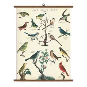 Bird Chart Vintage...