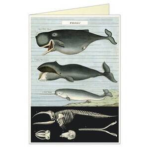 Whale Chart Greeting Card