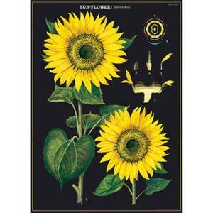 Sunflower Wrap & Poster