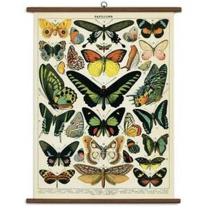 Cavallini & Co. Butterflies Vintage School Chart